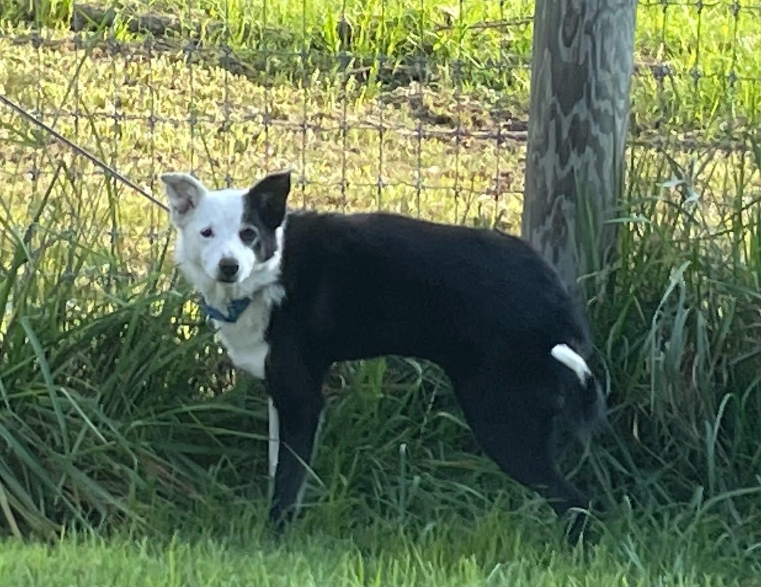 Enlarge Denver, a ADOPTABLE Border Collie in Seymour, IN image 3/4