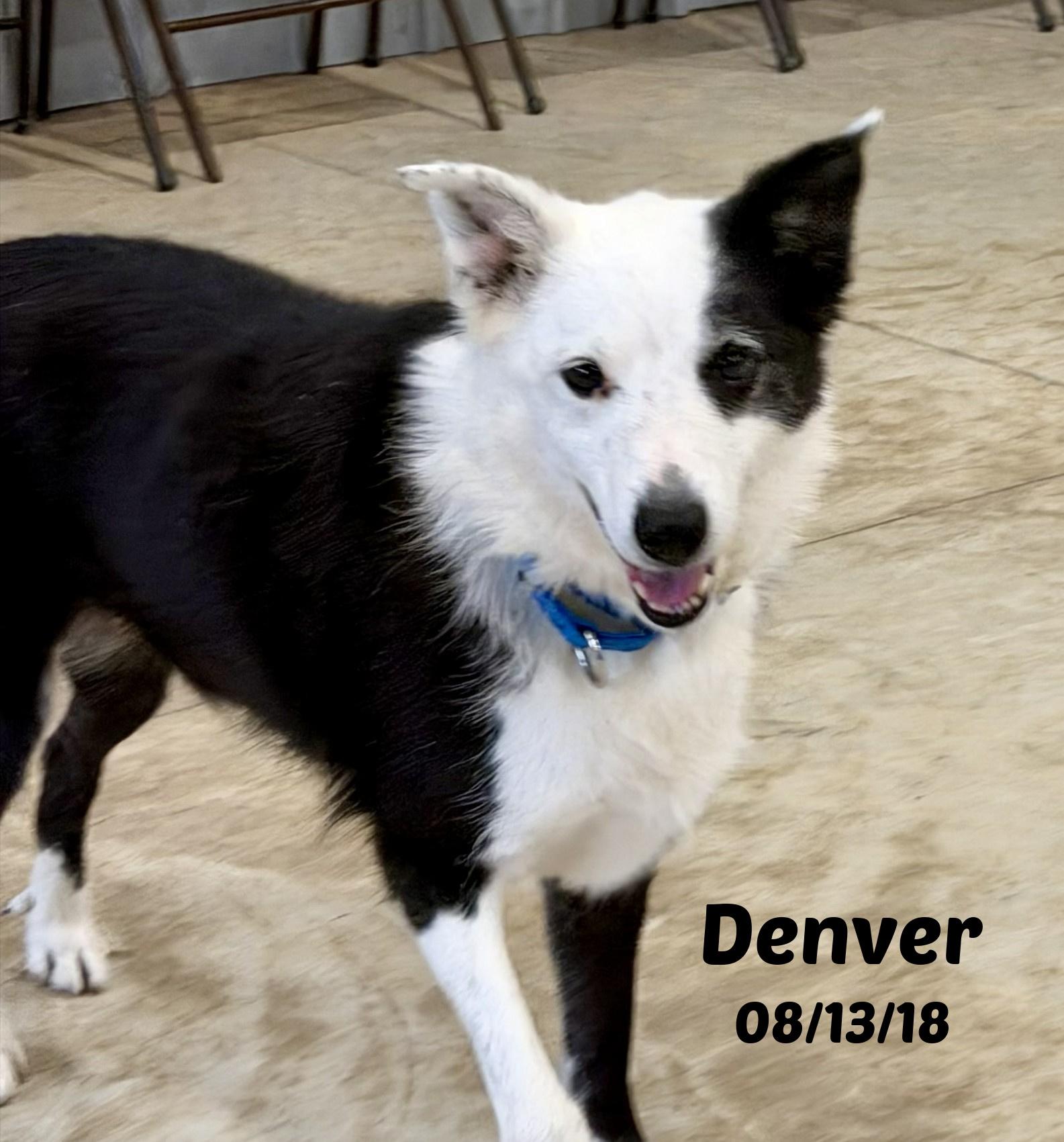Denver, ADOPTABLE, Senior Male Border Collie.