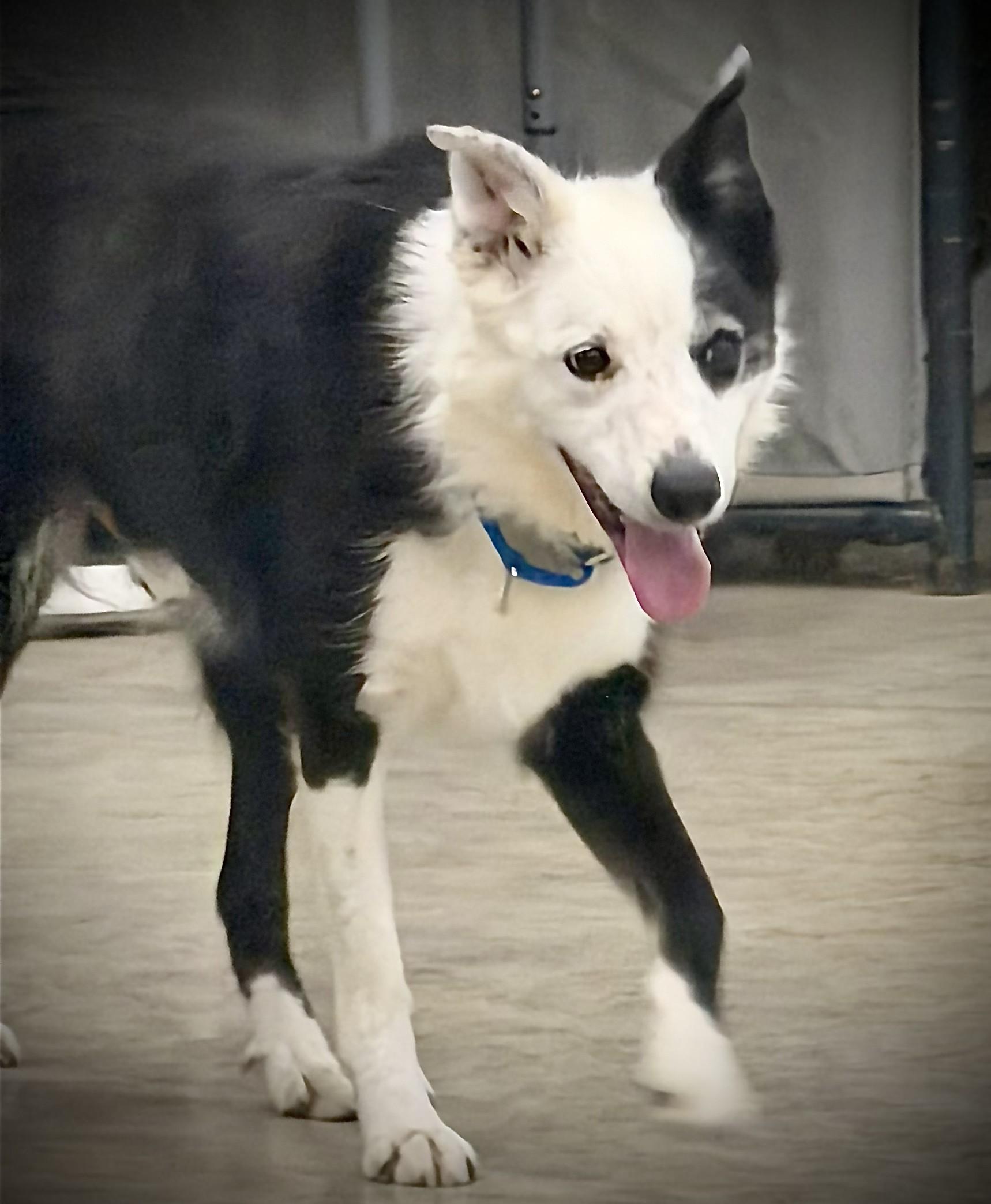 Enlarge Denver, a ADOPTABLE Border Collie in Seymour, IN image 4/4