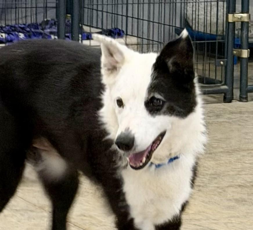 Enlarge Denver, a ADOPTABLE Border Collie in Seymour, IN image 2/4