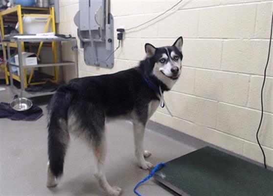 TOBY, Adoptable, Adult Male Siberian Husky.