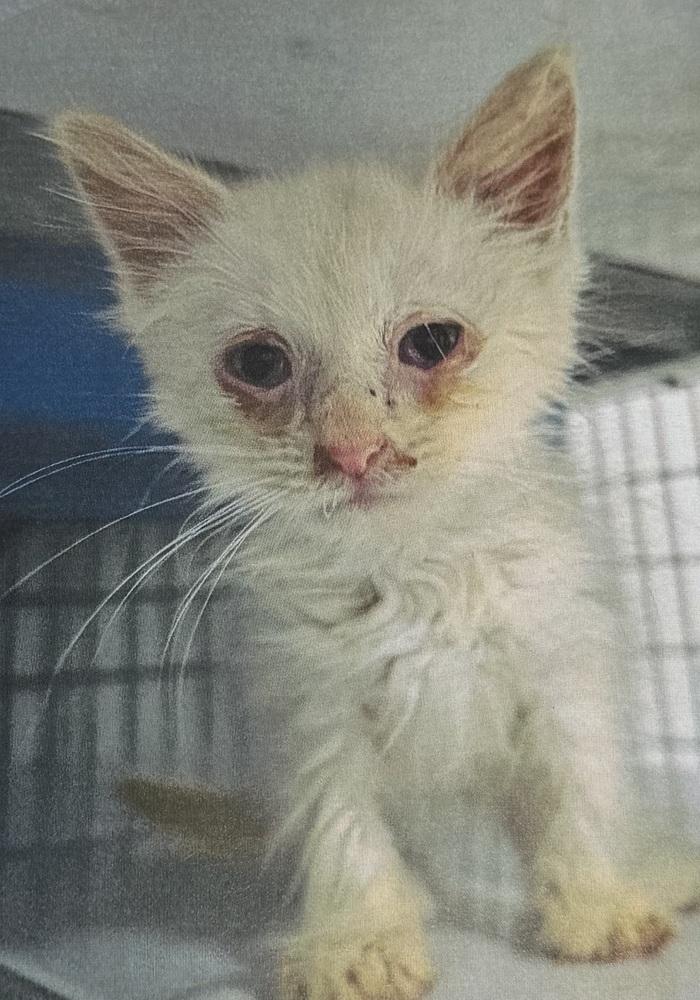 Enlarge Rajah, a Adopted Domestic Short Hair in Fort Madison, IA image 1/1