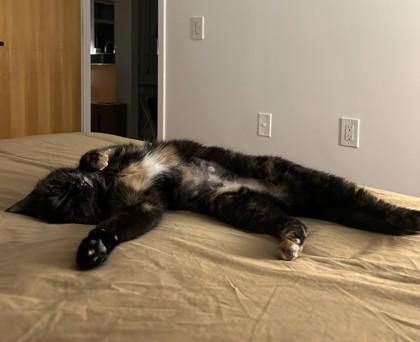 Enlarge Tortie, an adopted mixed breed in New York, NY image 4/4