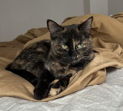 Tortie, adopted, Kitten Female Domestic Short Hair.