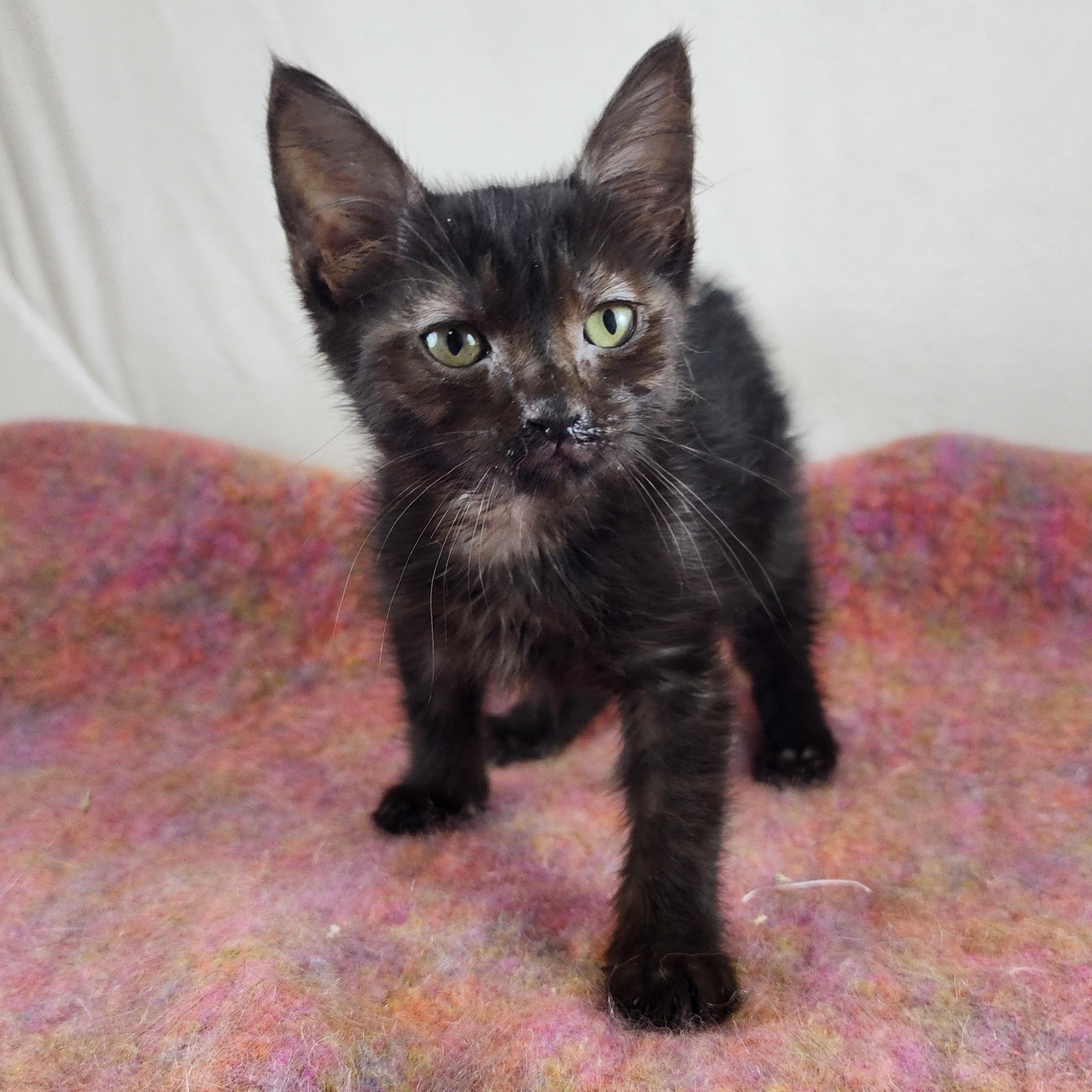 Belinda, Adopted, Kitten Female Domestic Short Hair.