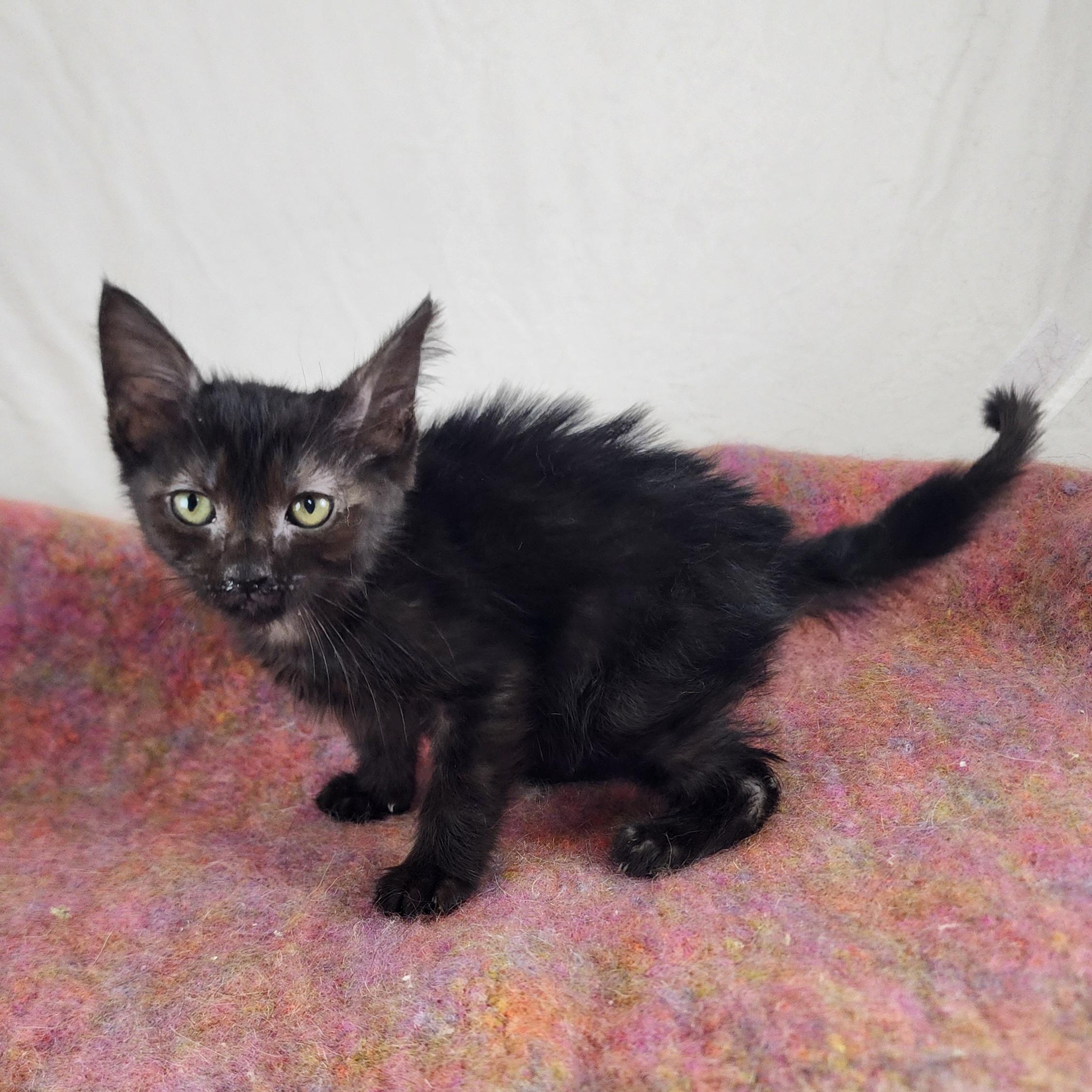 Enlarge Belinda, a Adopted Domestic Short Hair in New York, NY image 2/6