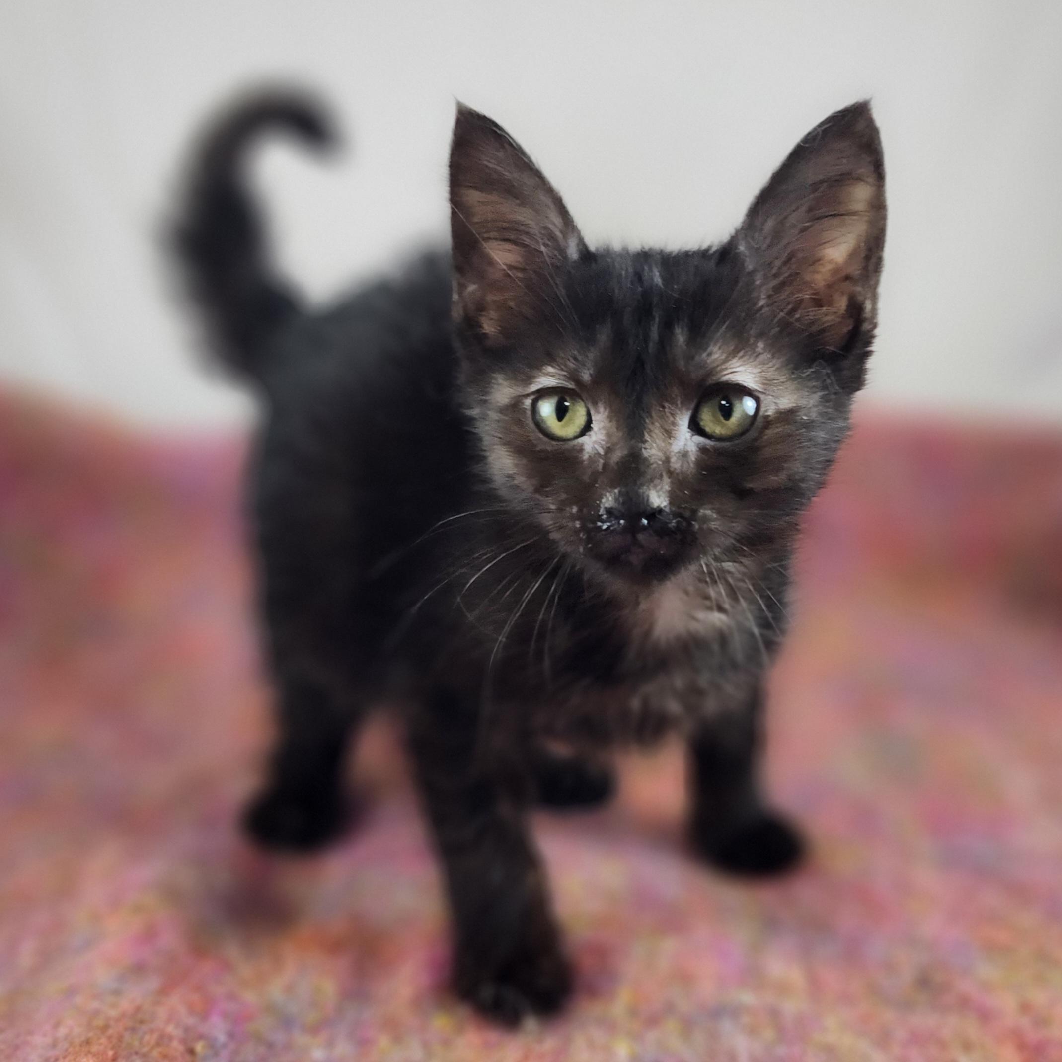 Enlarge Belinda, a Adopted Domestic Short Hair in New York, NY image 3/6