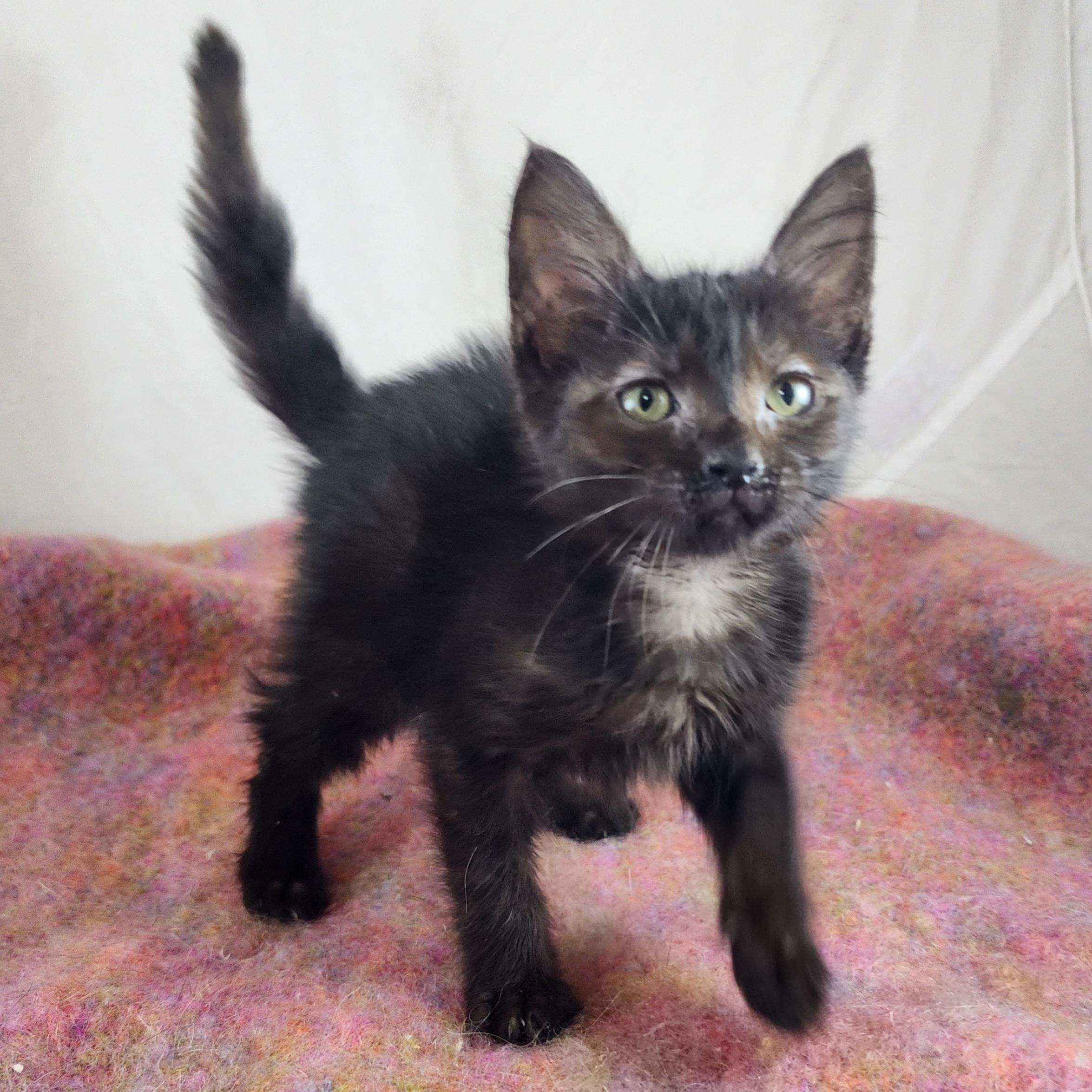 Enlarge Belinda, a Adopted Domestic Short Hair in New York, NY image 4/6