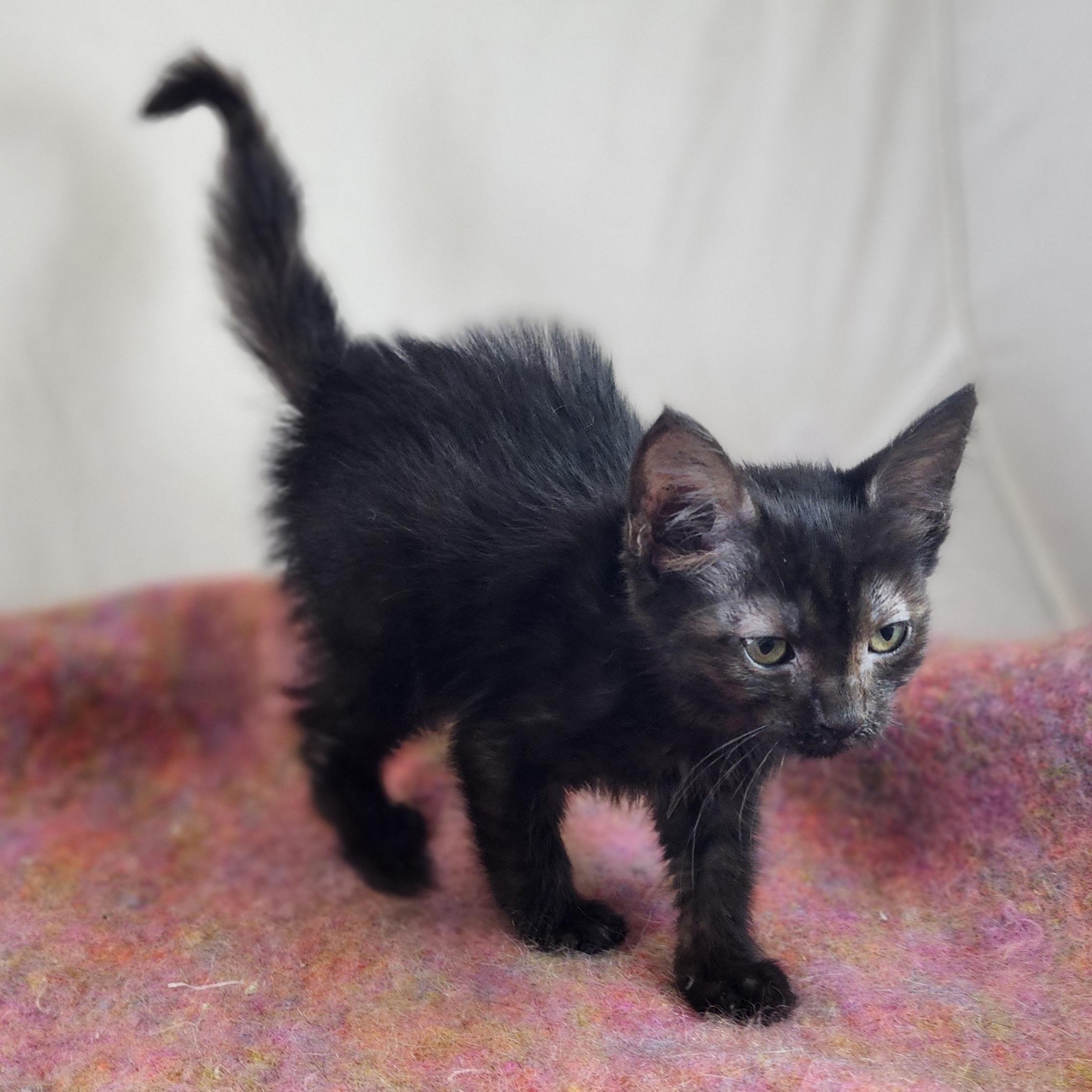 Enlarge Belinda, a Adopted Domestic Short Hair in New York, NY image 5/6