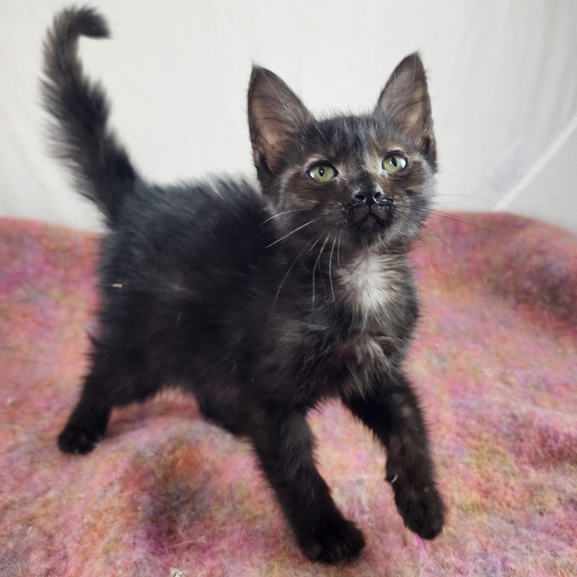 Enlarge Belinda, a Adopted Domestic Short Hair in New York, NY image 6/6