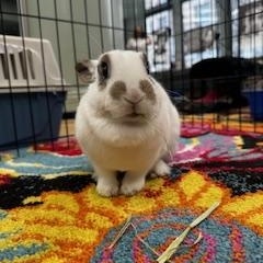 OLIVE, an adopted mixed breed in Forest Hills, NY image 3/6