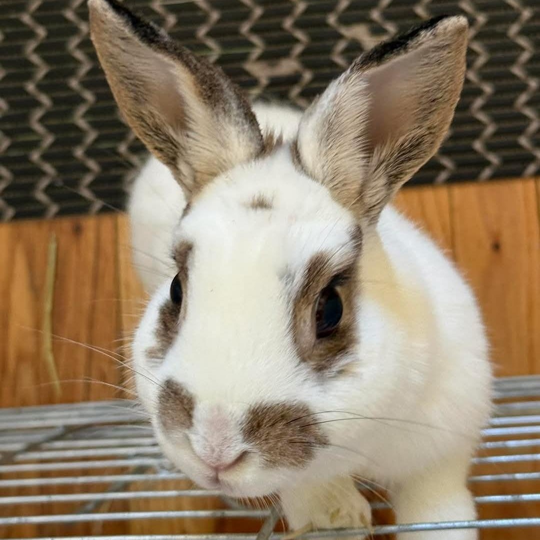 OLIVE, adopted, Adult Female Dwarf.