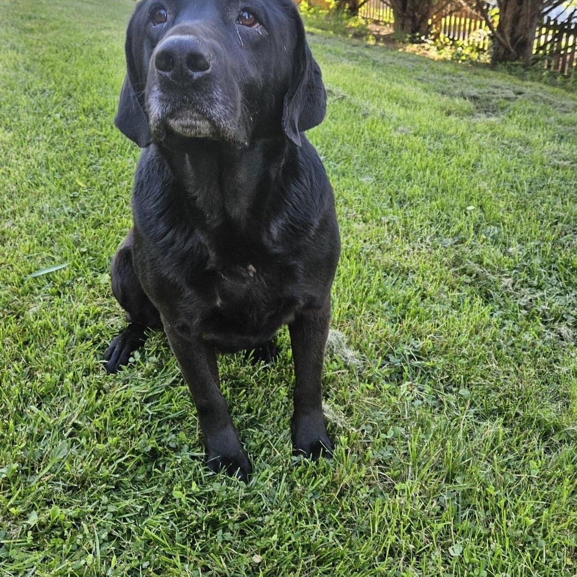 Duke and Bella - Courtesy Post, ADOPTABLE, Adult Male Labrador Retriever.