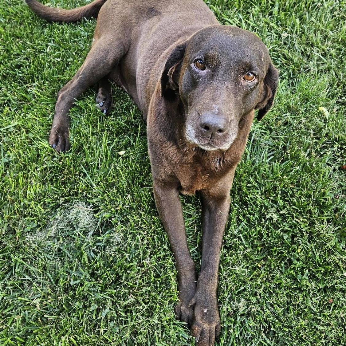 Duke and Bella - Courtesy Post, a ADOPTABLE Labrador Retriever in Floyd, VA image 2/2