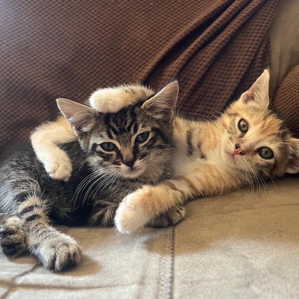 Sorbet, Adoptable, Kitten Female Domestic Short Hair.