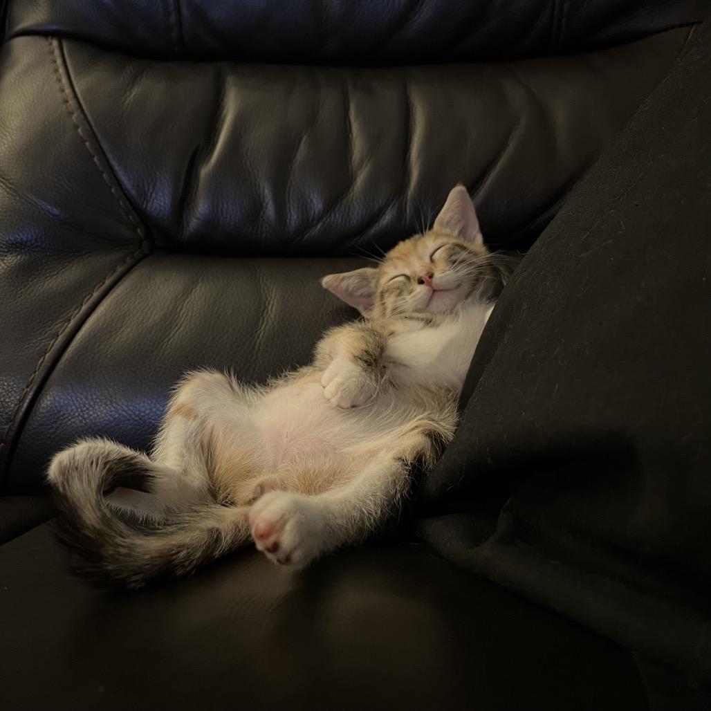 Enlarge Sorbet, a Adoptable Domestic Short Hair in Costa Mesa, CA image 2/3