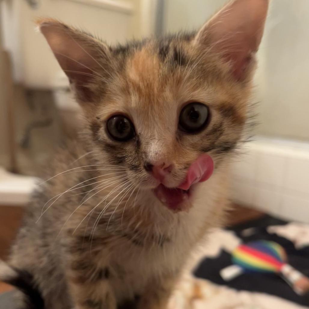 Enlarge Sorbet, a Adoptable Domestic Short Hair in Costa Mesa, CA image 3/3