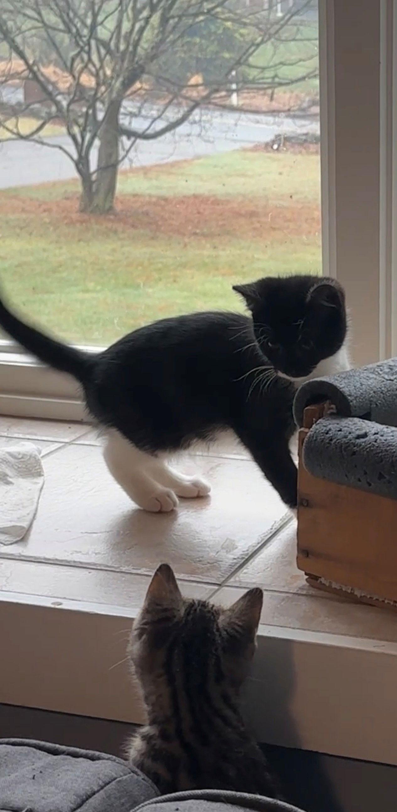 Bean, Adopted, Young Female Domestic Short Hair.