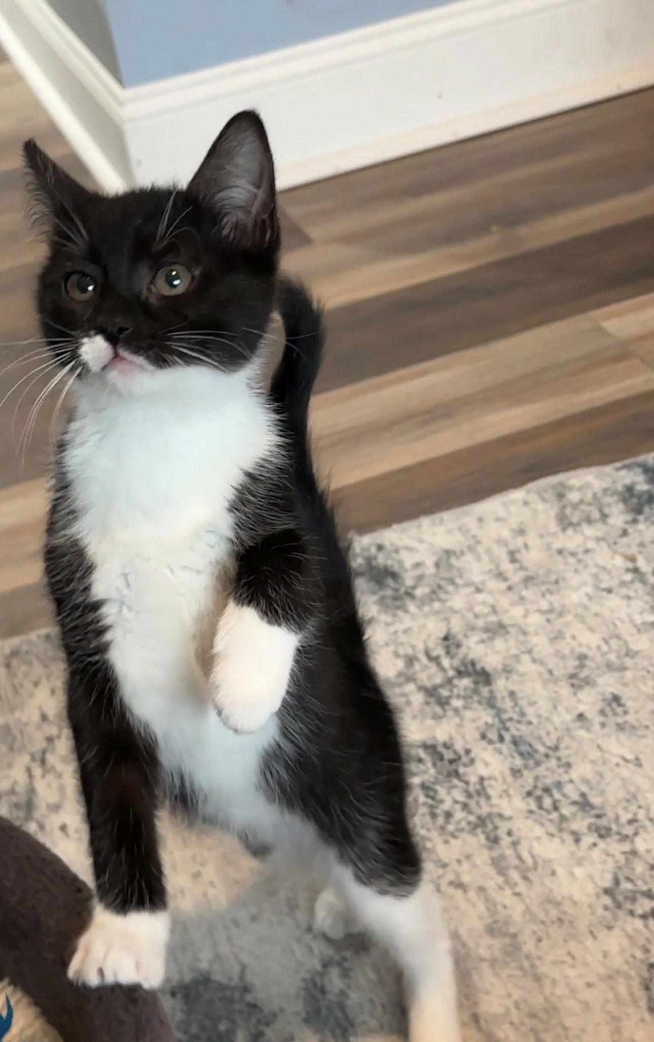 Enlarge Bean, a Adopted Domestic Short Hair in Naugatuck, CT image 2/3