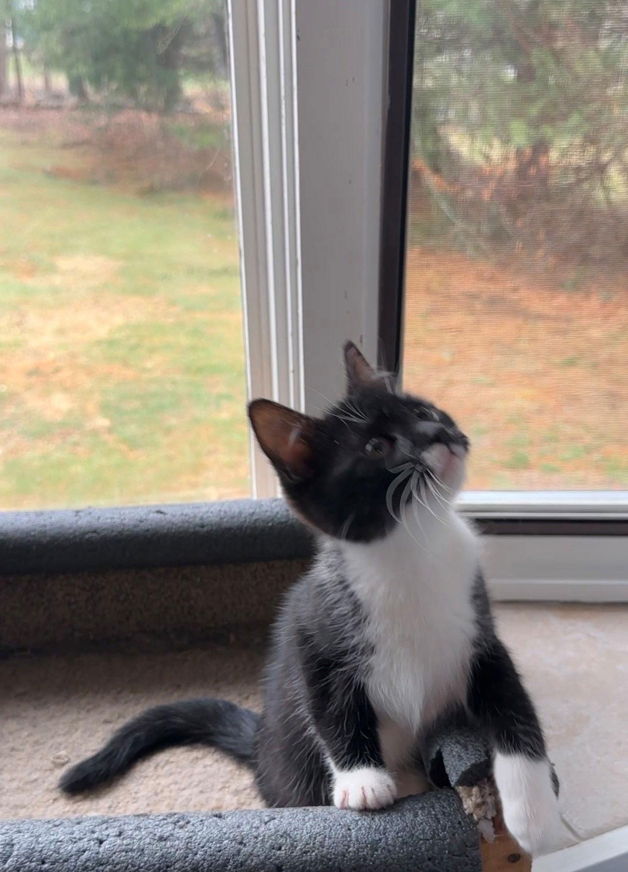 Enlarge Bean, a Adopted Domestic Short Hair in Naugatuck, CT image 3/3