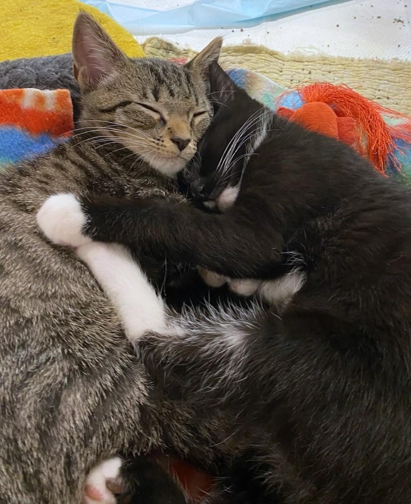 Teeny Tony thumbnail 5