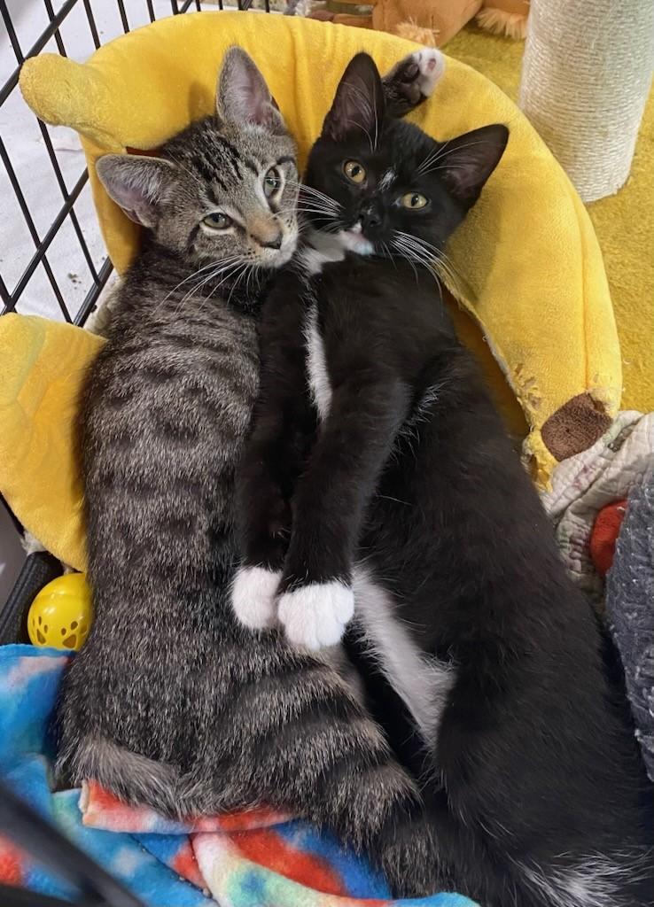 Teeny Tony thumbnail 4