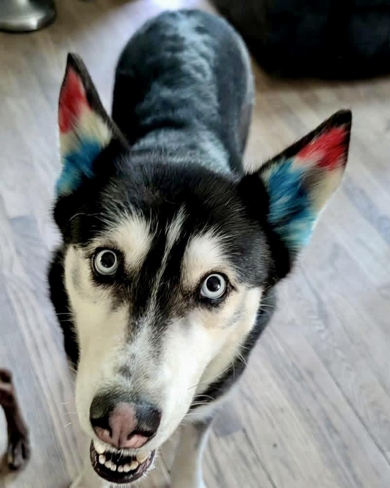 Enlarge Lexi, a ADOPTABLE Siberian Husky in Cleveland, OH image 1/5