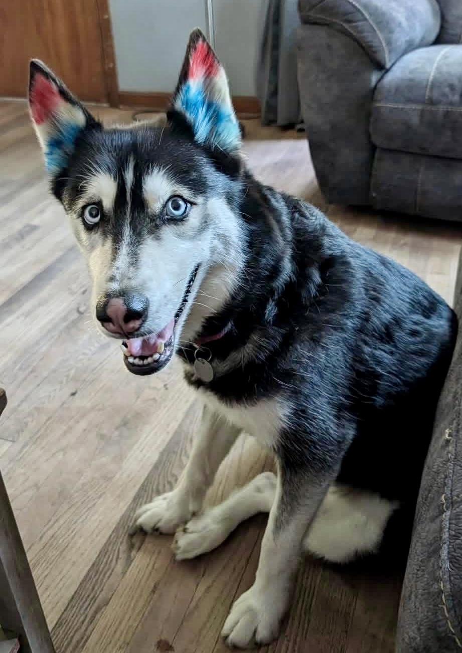 Enlarge Lexi, a ADOPTABLE Siberian Husky in Cleveland, OH image 4/5