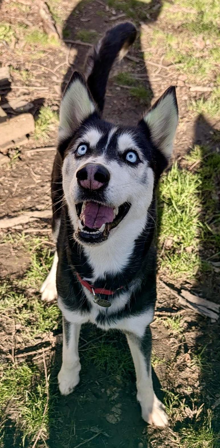 Enlarge Lexi, a ADOPTABLE Siberian Husky in Cleveland, OH image 5/5