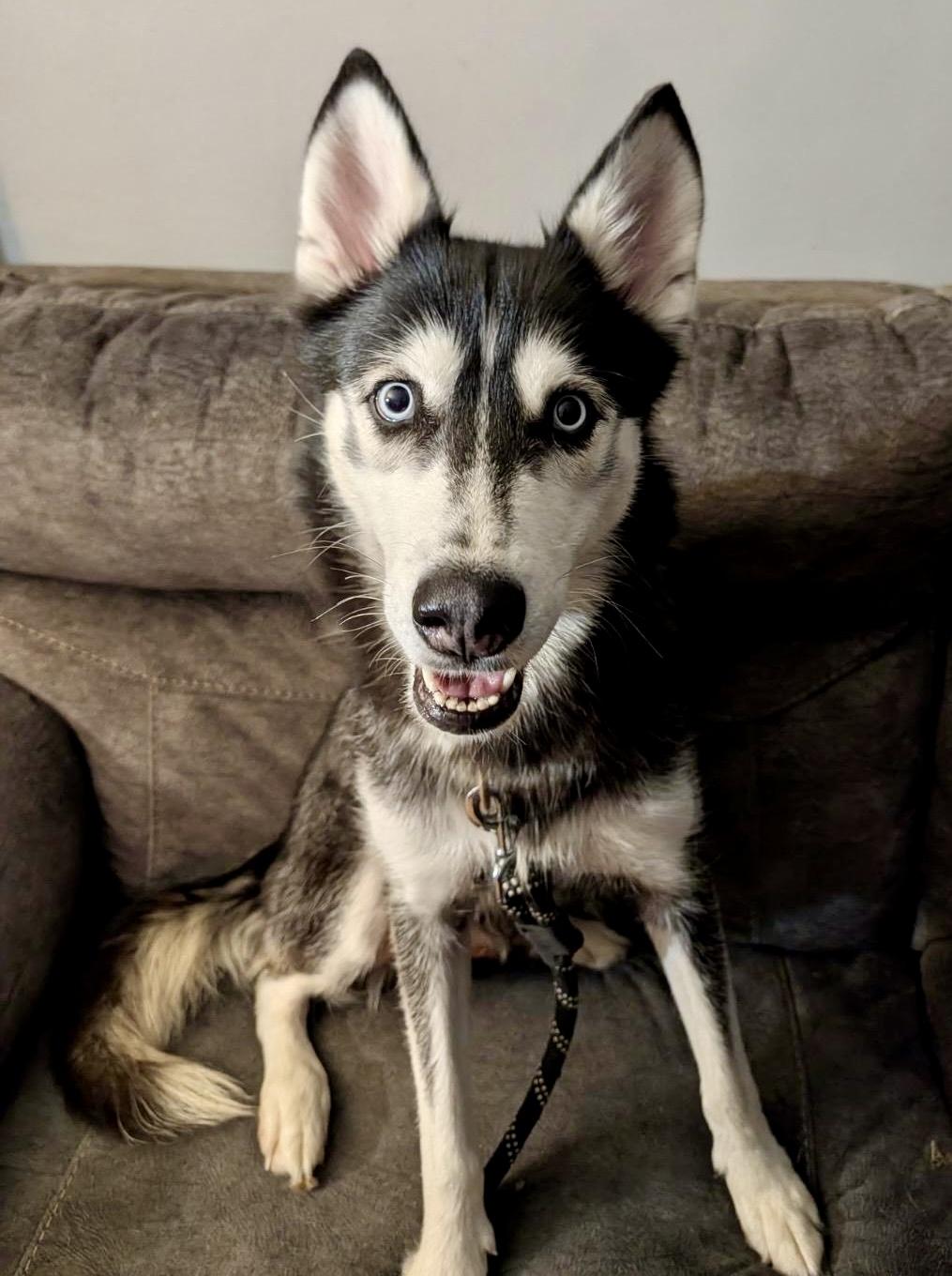 Lexi, ADOPTABLE, Young Female Siberian Husky.