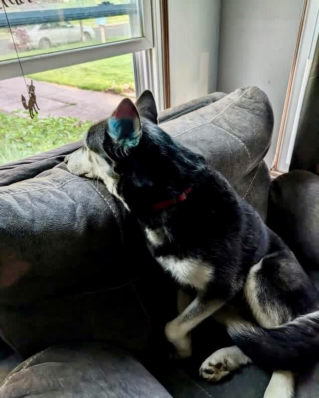 Enlarge Lexi, a ADOPTABLE Siberian Husky in Cleveland, OH image 2/5