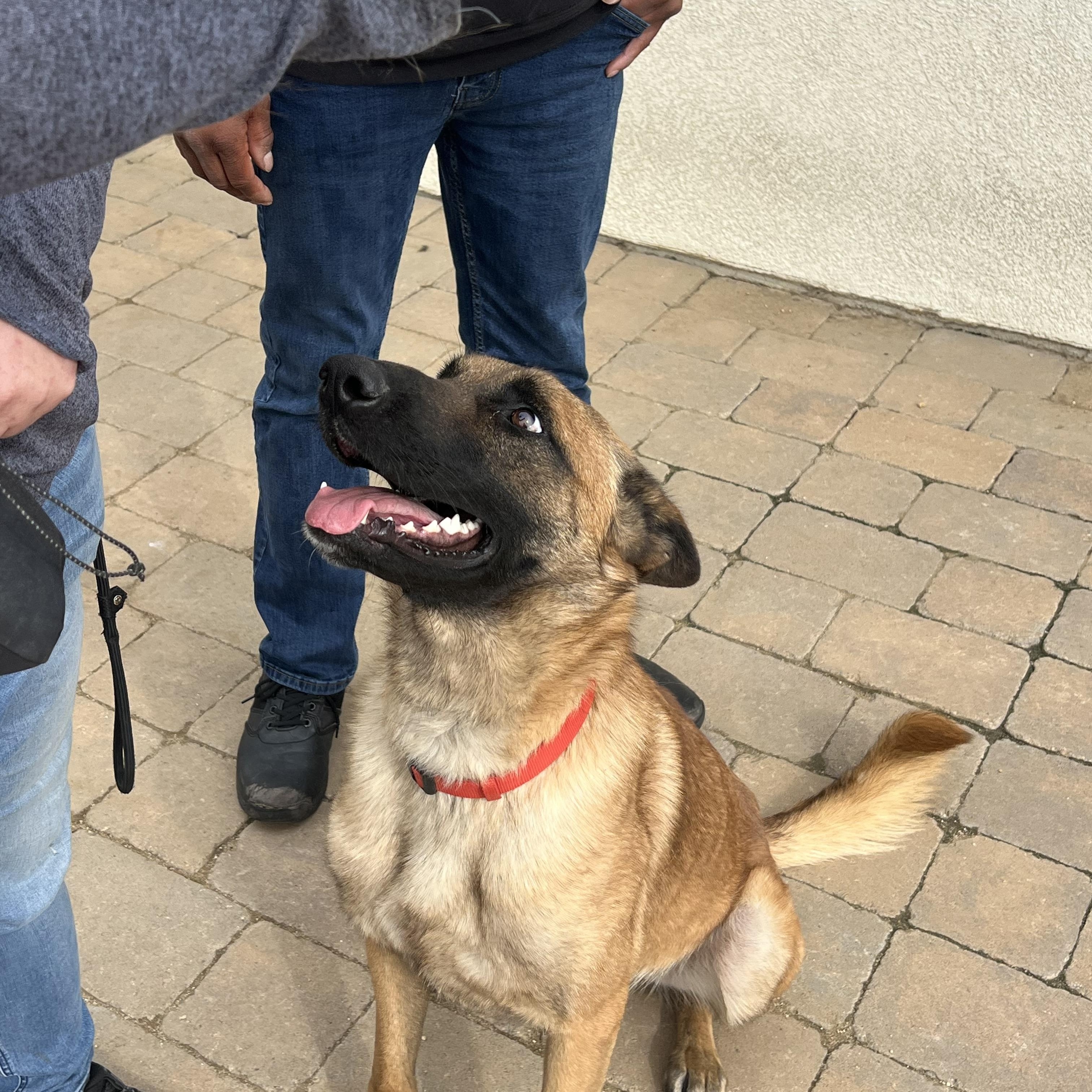 Monty, an adopted mixed breed in Putnam, CT image 2/6