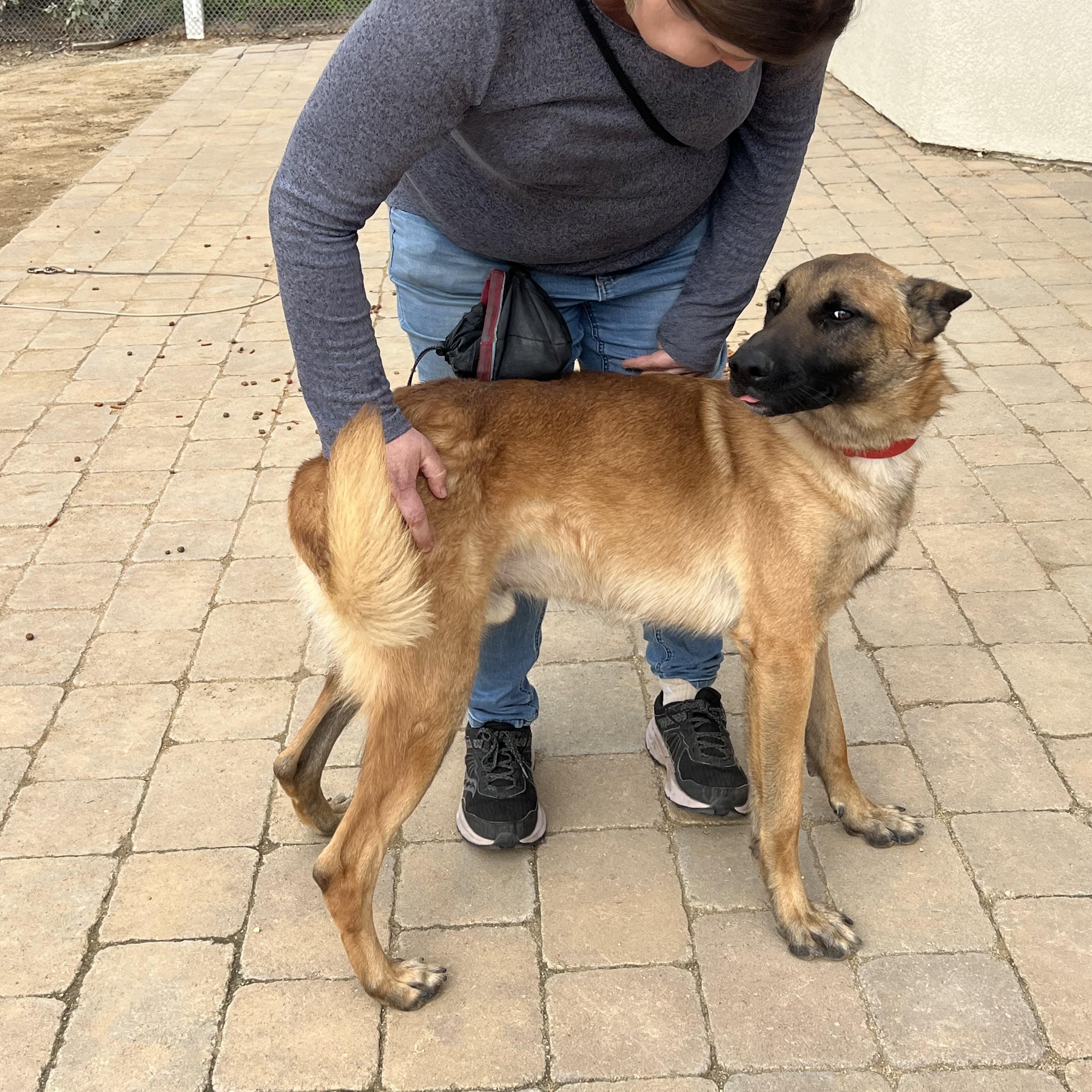 Monty, an adopted mixed breed in Putnam, CT image 5/6