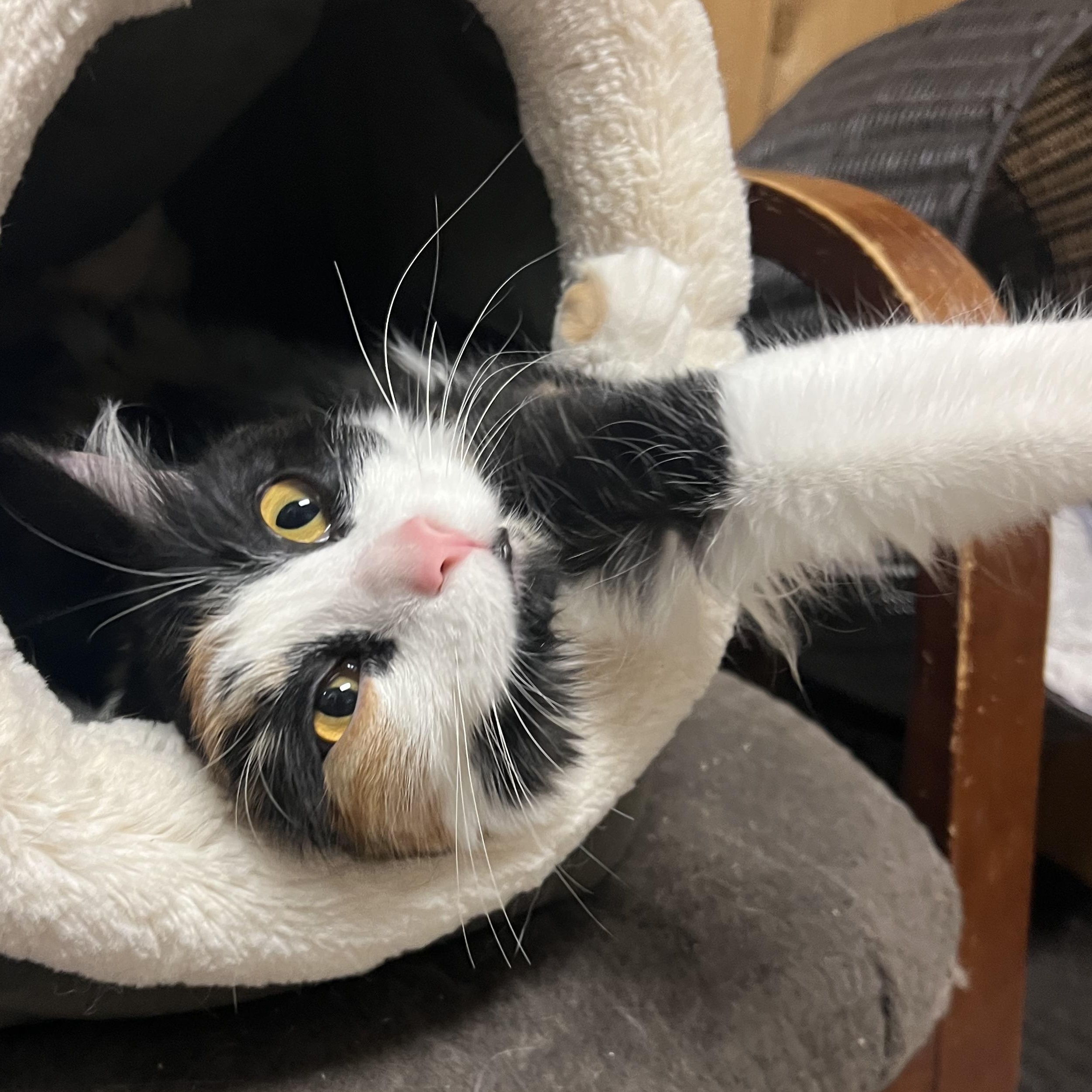 Enlarge Cali, an adopted Domestic Medium Hair in Spokane, WA image 3/3