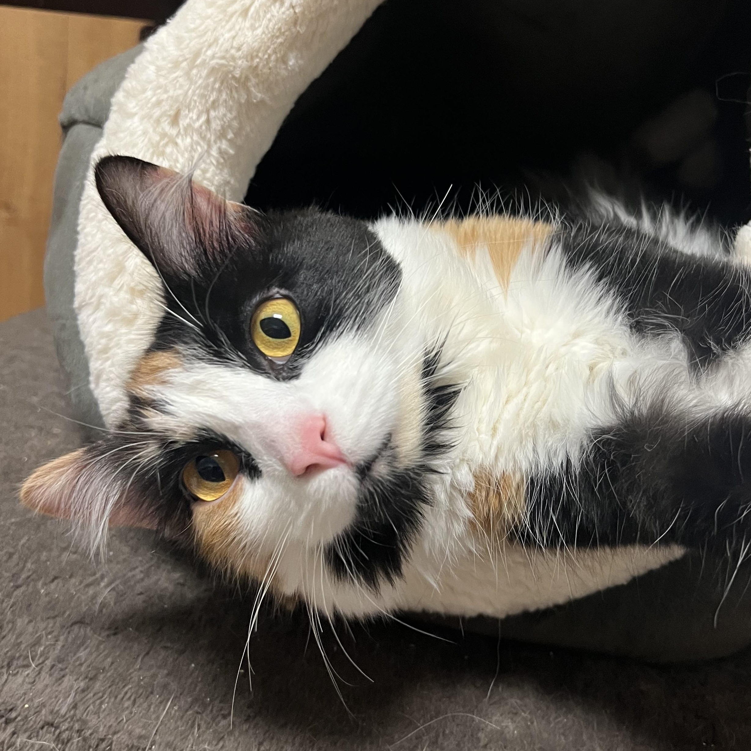 Enlarge Cali, an adopted Domestic Medium Hair in Spokane, WA image 2/3