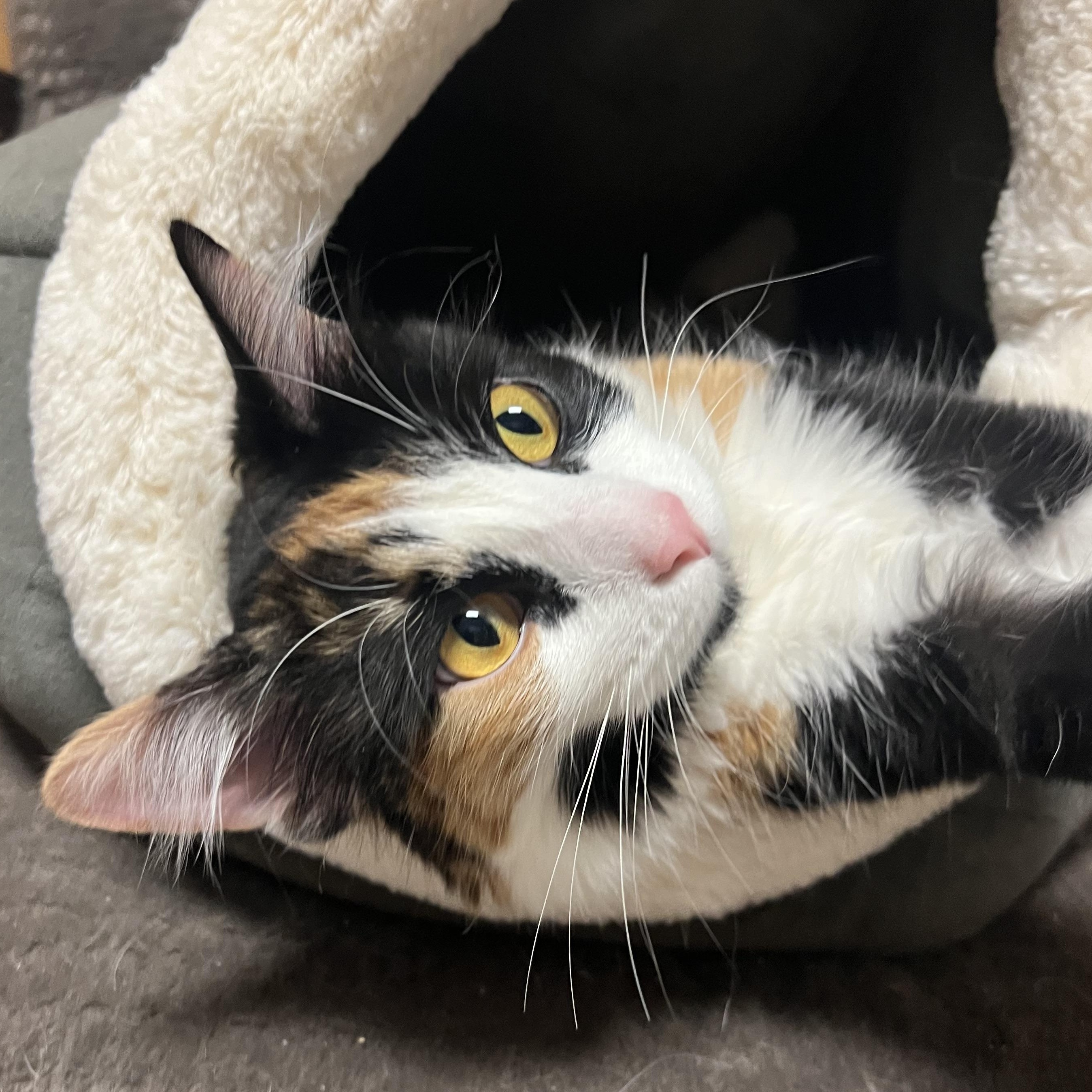 Cali, adopted, Young Female Domestic Medium Hair.