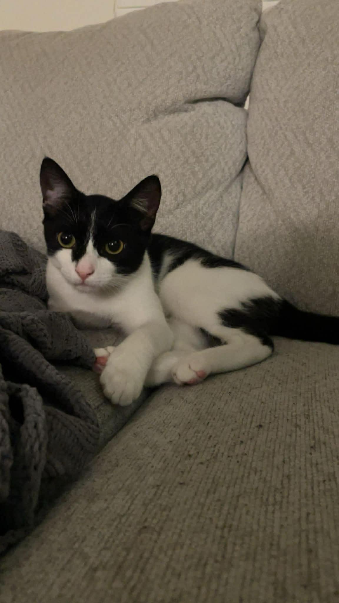 Waffles, Adoptable, Young Male Domestic Short Hair.
