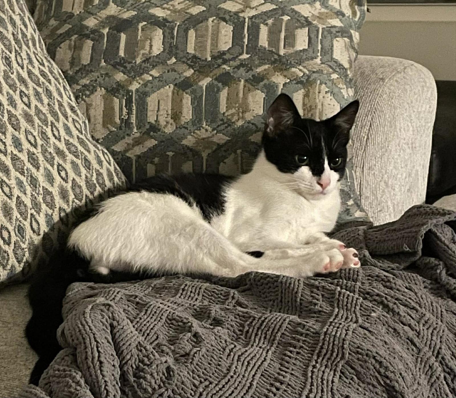 Enlarge Waffles, a Adoptable Domestic Short Hair in Oakboro , NC image 2/3