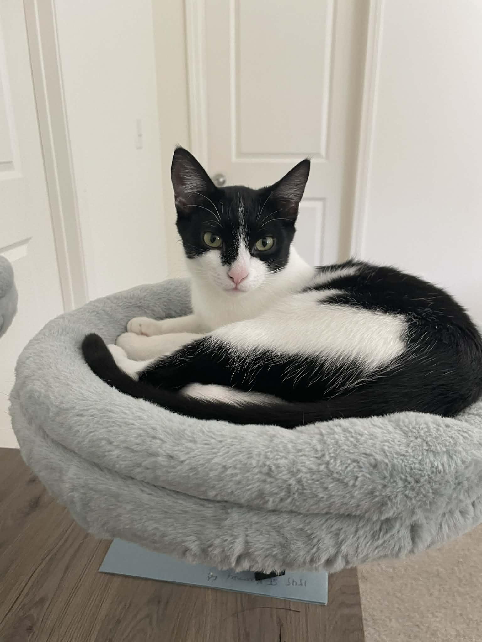 Enlarge Waffles, a Adoptable Domestic Short Hair in Oakboro , NC image 3/3