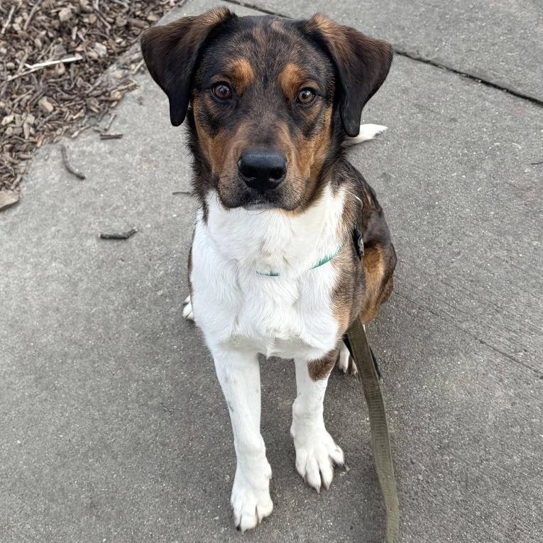 Corduroy, Adoptable, Young Male Shepherd.