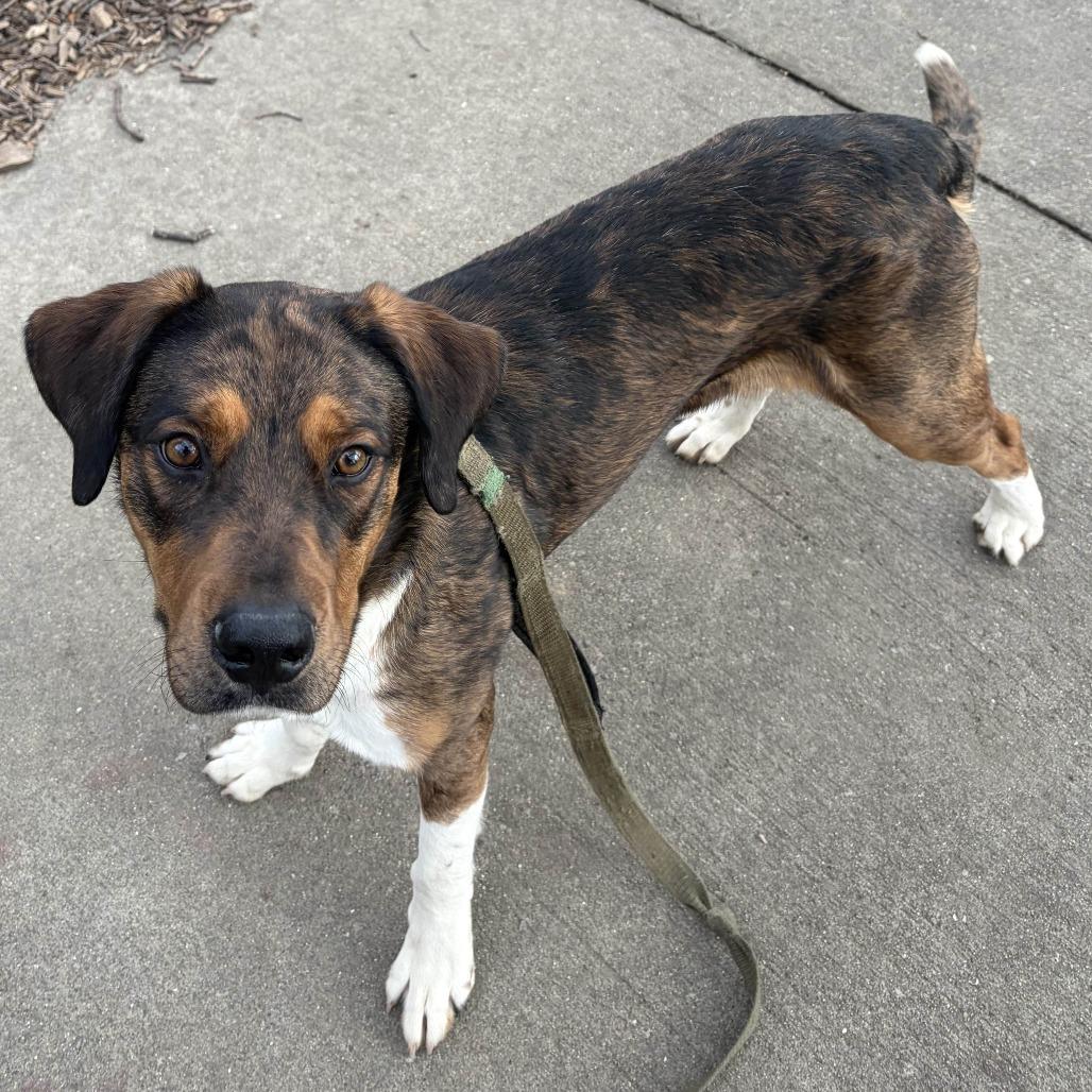 Enlarge Corduroy, a Adoptable mixed breed in Cincinnati, OH image 2/6