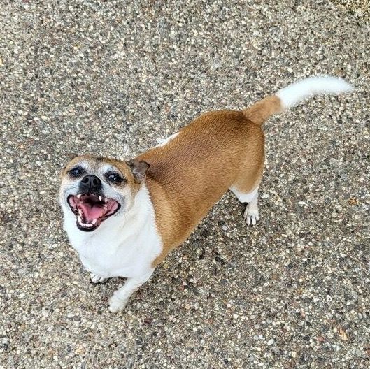 Enlarge Max, a Adoptable Chihuahua image 1/1