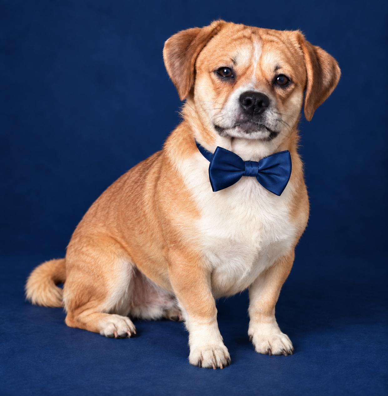 Enlarge Arnie, a Adoptable Pug in merrillville, IN image 2/5