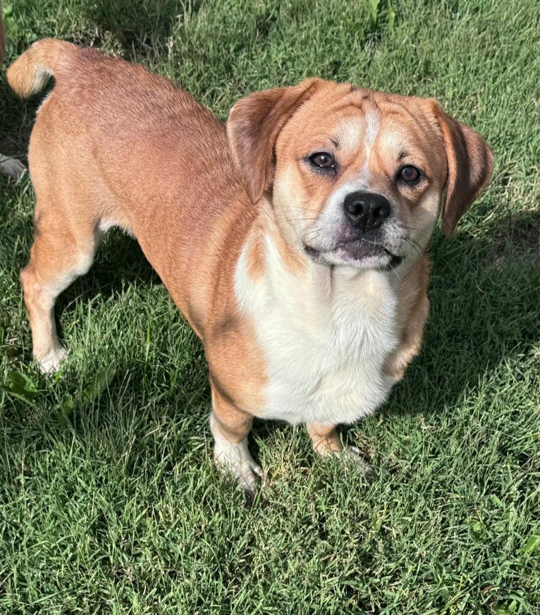 Enlarge Arnie, a Adoptable Pug in merrillville, IN image 3/5