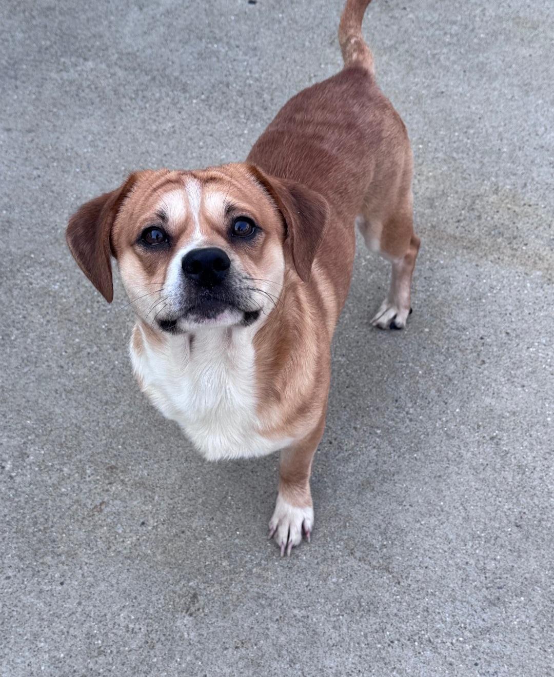 Enlarge Arnie, a Adoptable Pug in merrillville, IN image 5/5