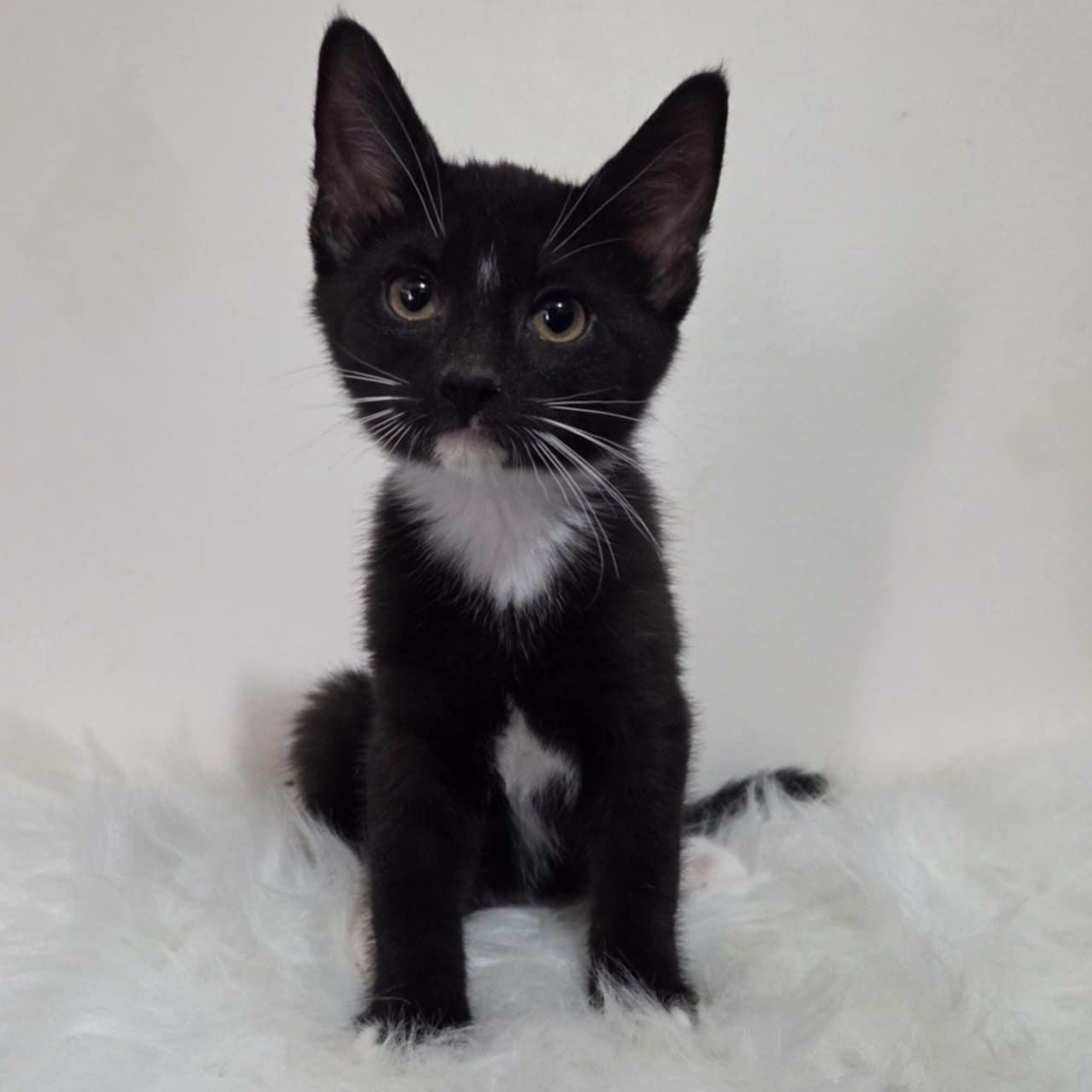 Preadoption: Tamiyo