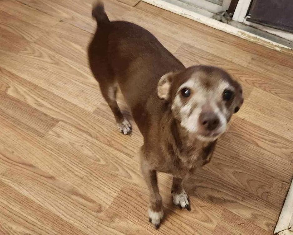Killer, Adoptable, Senior Male Chihuahua & Terrier.