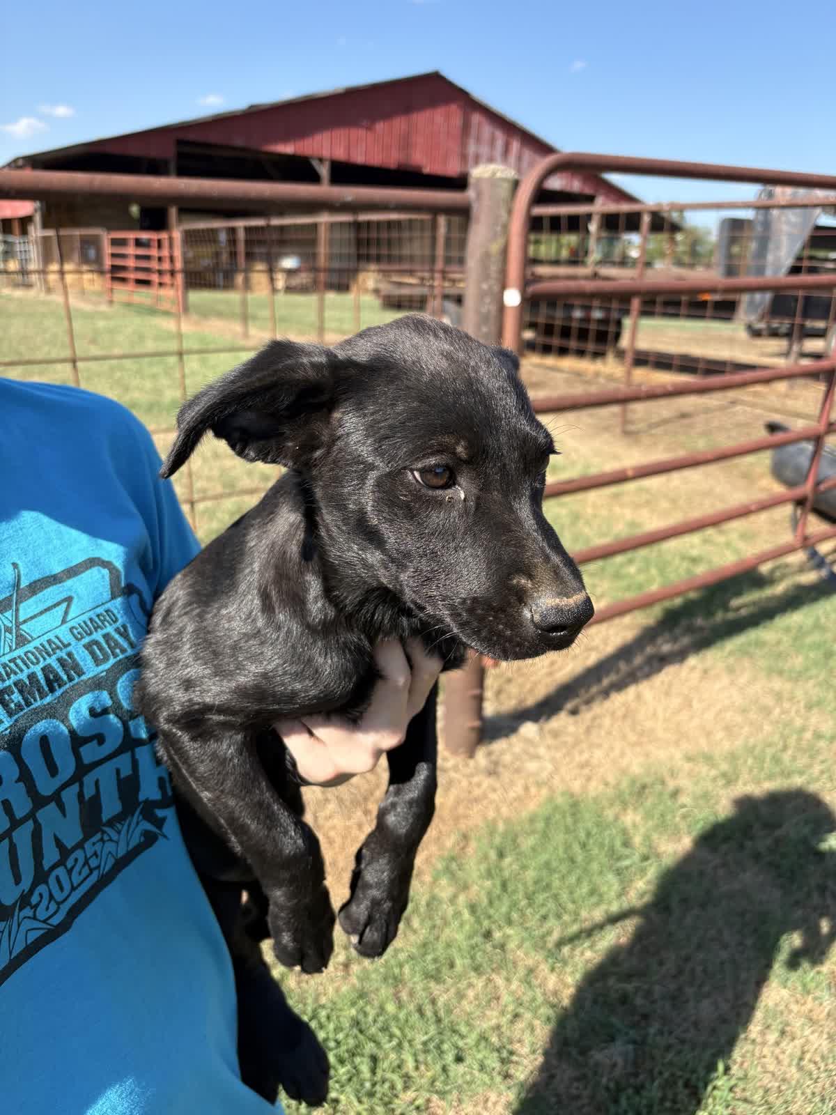 Silky, Adoptable, Puppy Female Labrador Retriever & Mixed Breed.