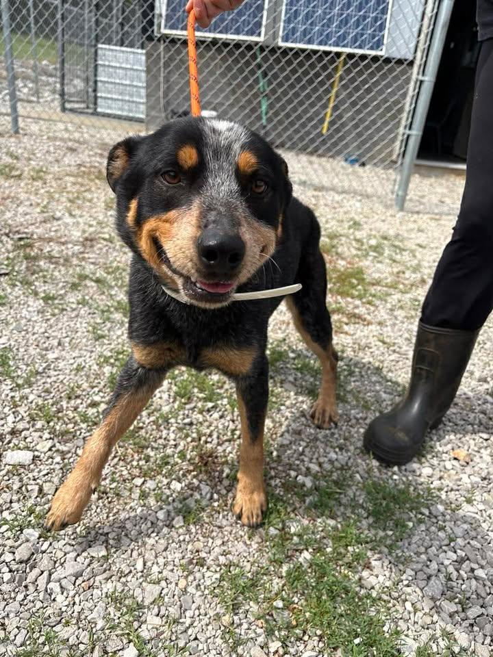Enlarge Rush, a ADOPTABLE Australian Cattle Dog / Blue Heeler in Munfordville, KY image 1/1