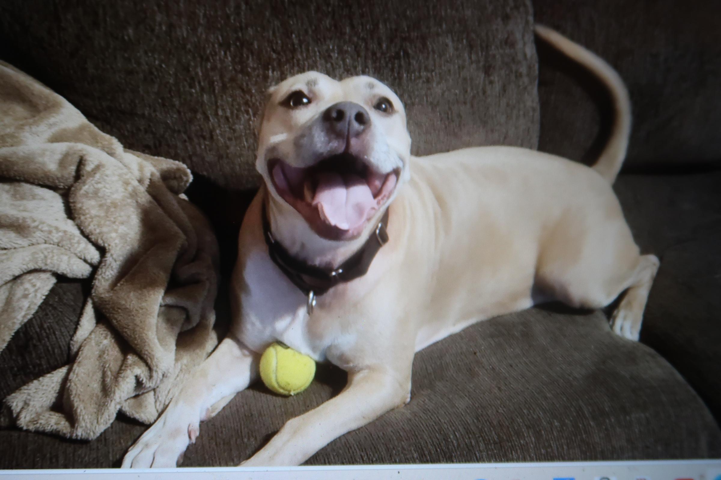 Amelia ~  Affectionate!  Gentle! FETCH! Swimmer!